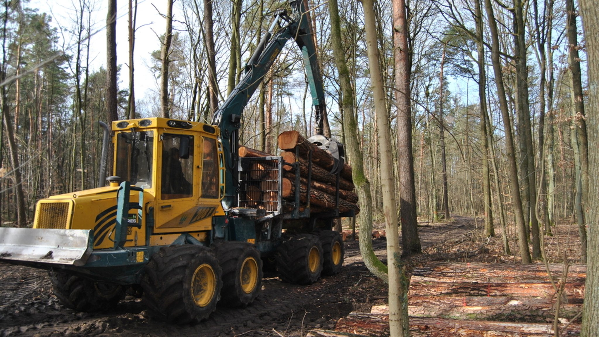 Wald unter Stress: Zu wenig Förster für Klimawandel-Probleme