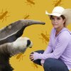 Ameisenbären - Zahnlose Röhrenschnauzen mit Klebezunge | Bild: BR, Text und Bild Medienproduktion GmbH & Co. KG, Collage Nadja Dall Armi