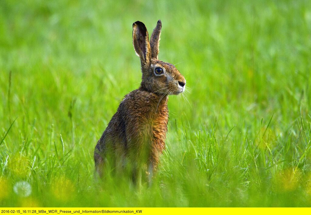 Feldhase in seinem Revier (Symbolfoto)
