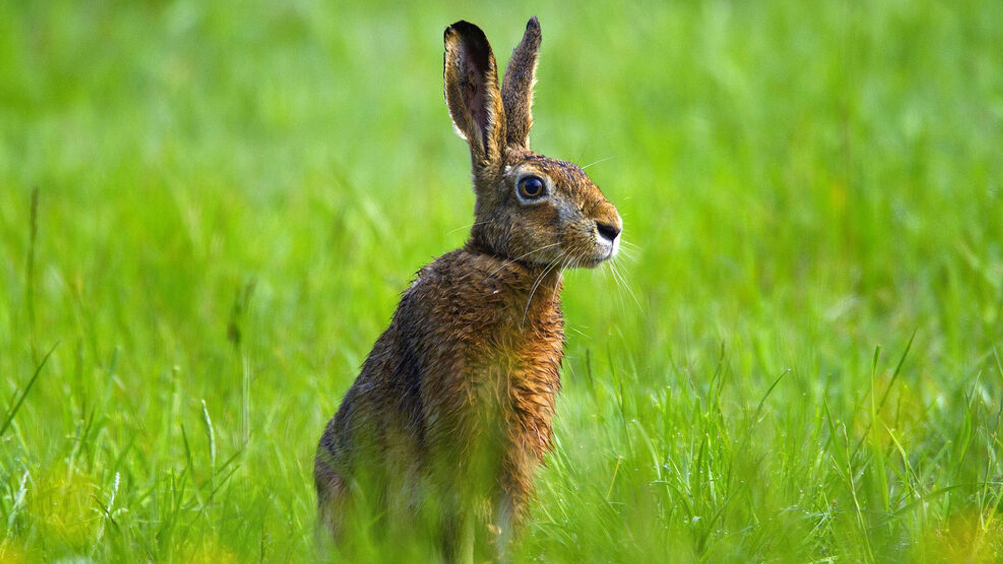 Landratsamt warnt: Hasenpest im Kreis Straubing-Bogen