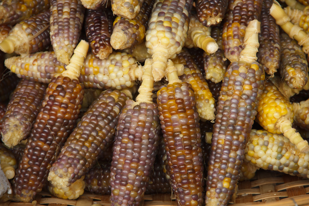 Forscher gehen davon aus, dass Mais erstmals vor etwa 6.500 Jahren angebaut wurde. Darauf lassen neue Skelett-Funde schließen.