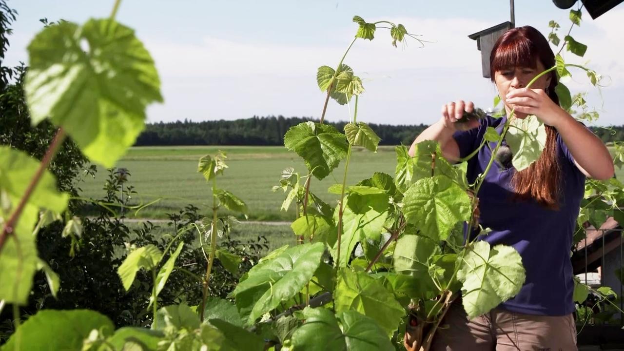 Tipps Von Sabrina Tomatenpflege Im Sommer