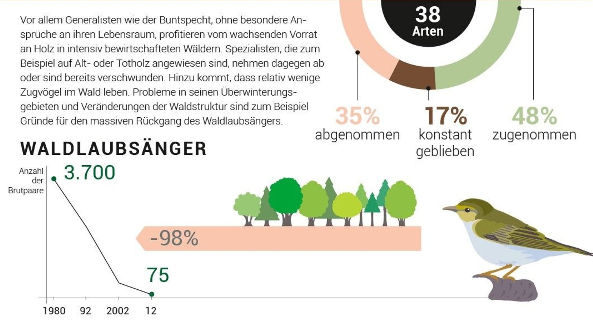 Während der Buntspecht von den Veränderungen im Wald profitiert, leidet der Waldlaubsänger massiv.