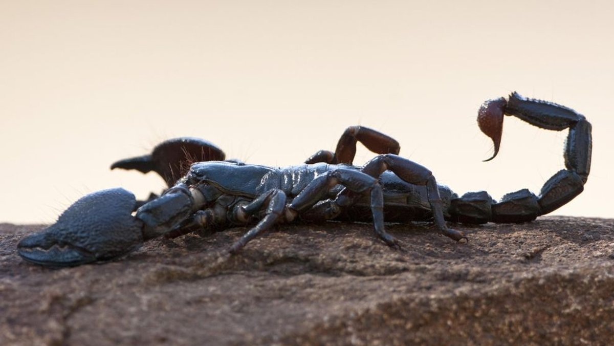 Oft zu Unrecht gefürchtet: Der Skorpion, eines der ältesten Landtiere auf der Erde.