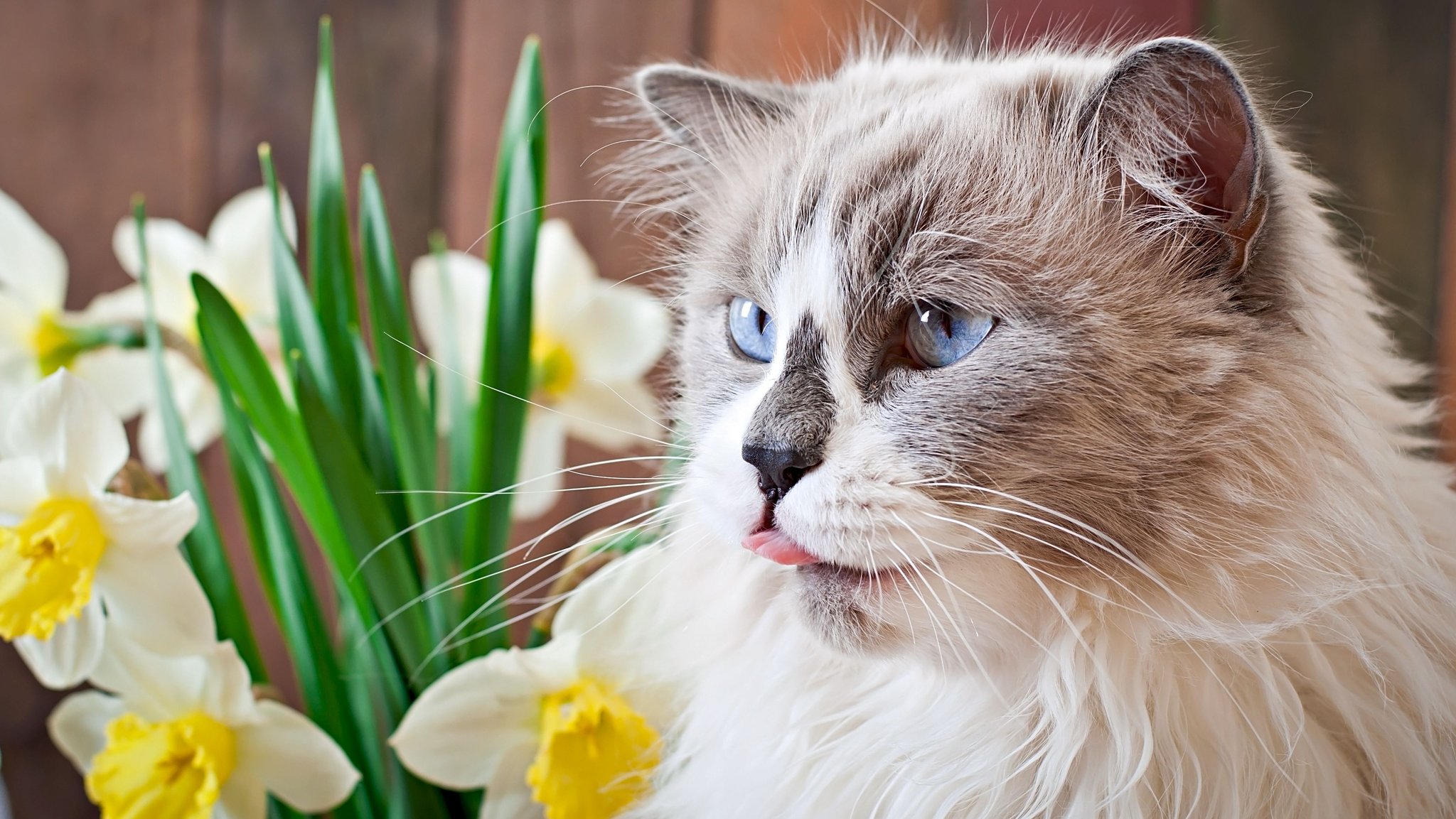 Katze sitzt vor einem Strauß Narzissen