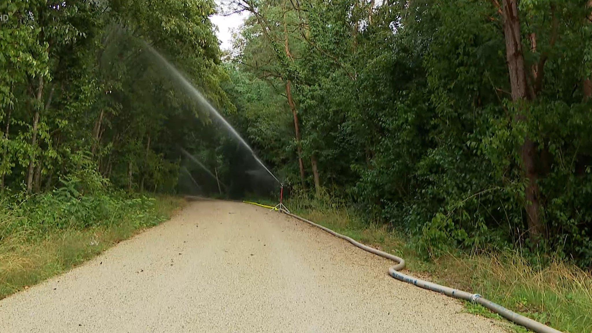 Wald wird mit Wasser besprüht.