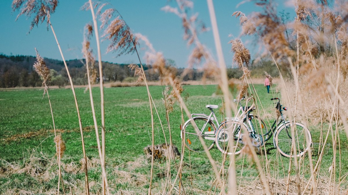 Zwei Fahrräder hinter Schilfgras an einem Feld.