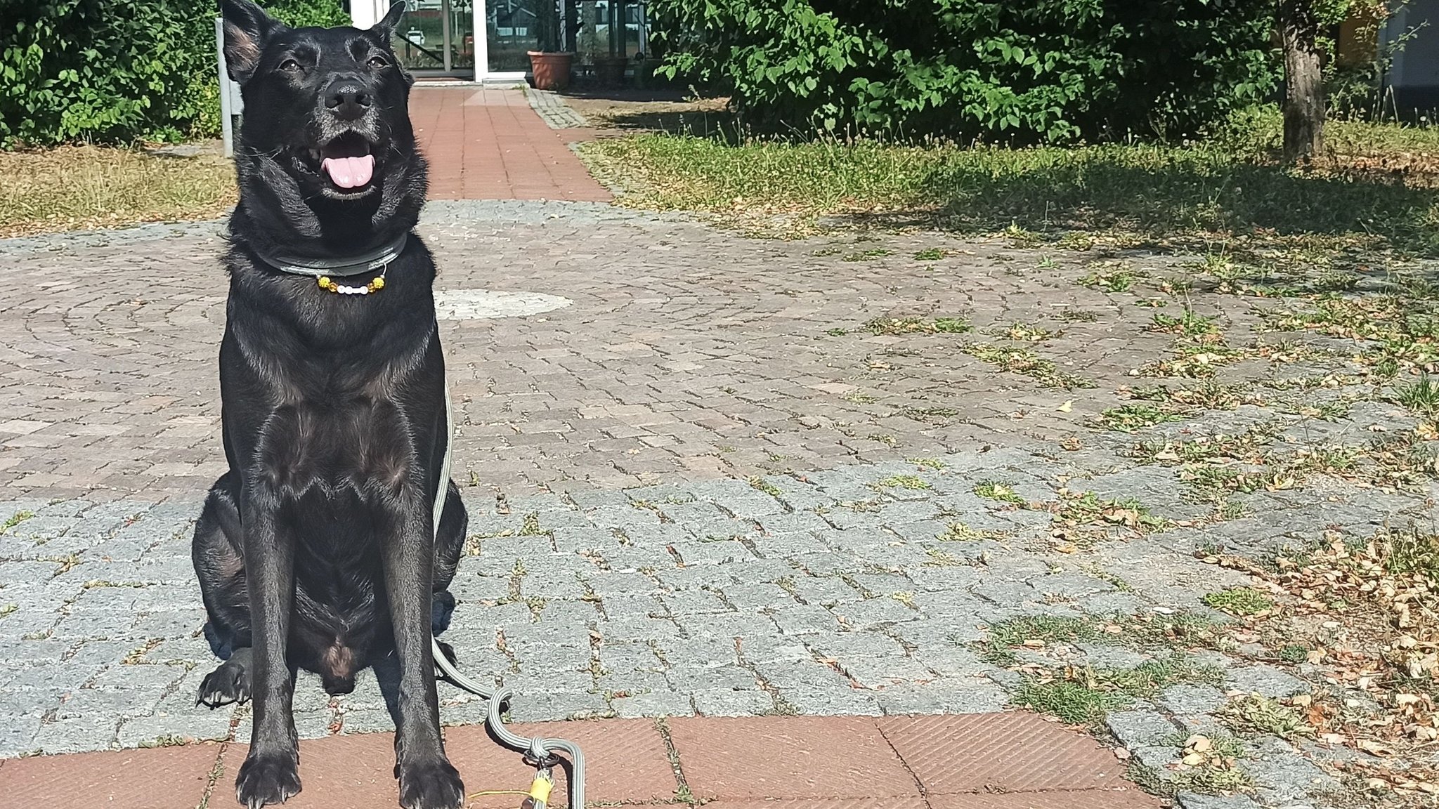 Tierische Mitarbeiter im Bezirkskrankenhaus Augsburg