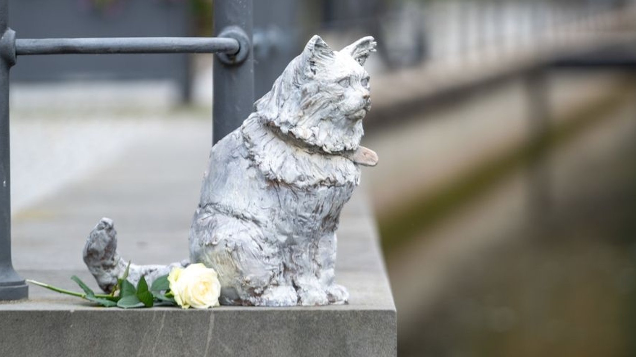 Ein Denkmal für den stadtbekannten Kater Chicco sitzt auf einer Mauer am Stadtbach in Memmingen. 