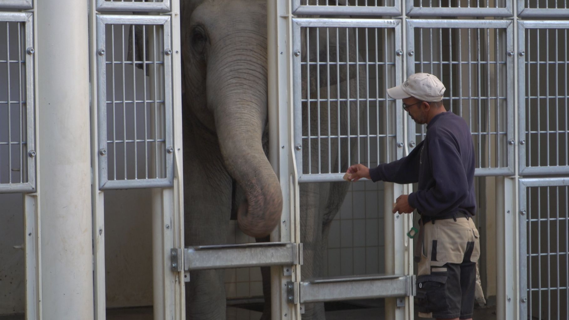 Hellabrunn Geburtsvorbereitungskurs Fur Elefant Temi Br24