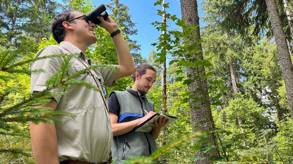 Landesinventurleiter Philipp Maldoner blickt mit dem Fernglas in die Baumkrone. Forstwirtschaftsstudent Moritz Mitterer trägt die Beobachtungen in ein Datenblatt ein.