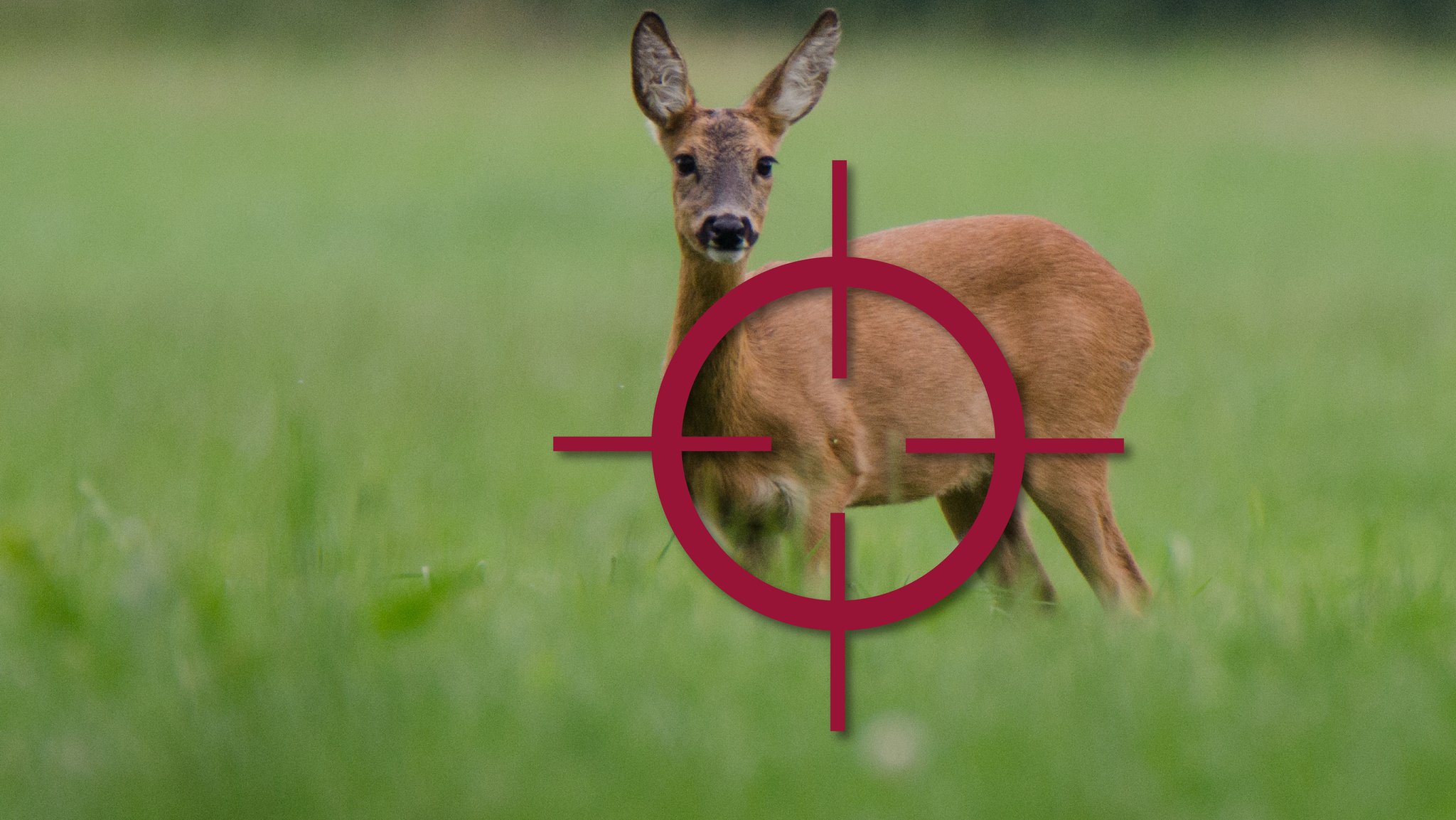 Ein Reh auf einer Wiese steht im Fadenkreuz