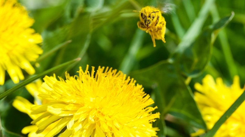 Gelbe Biene in Blütenstaub