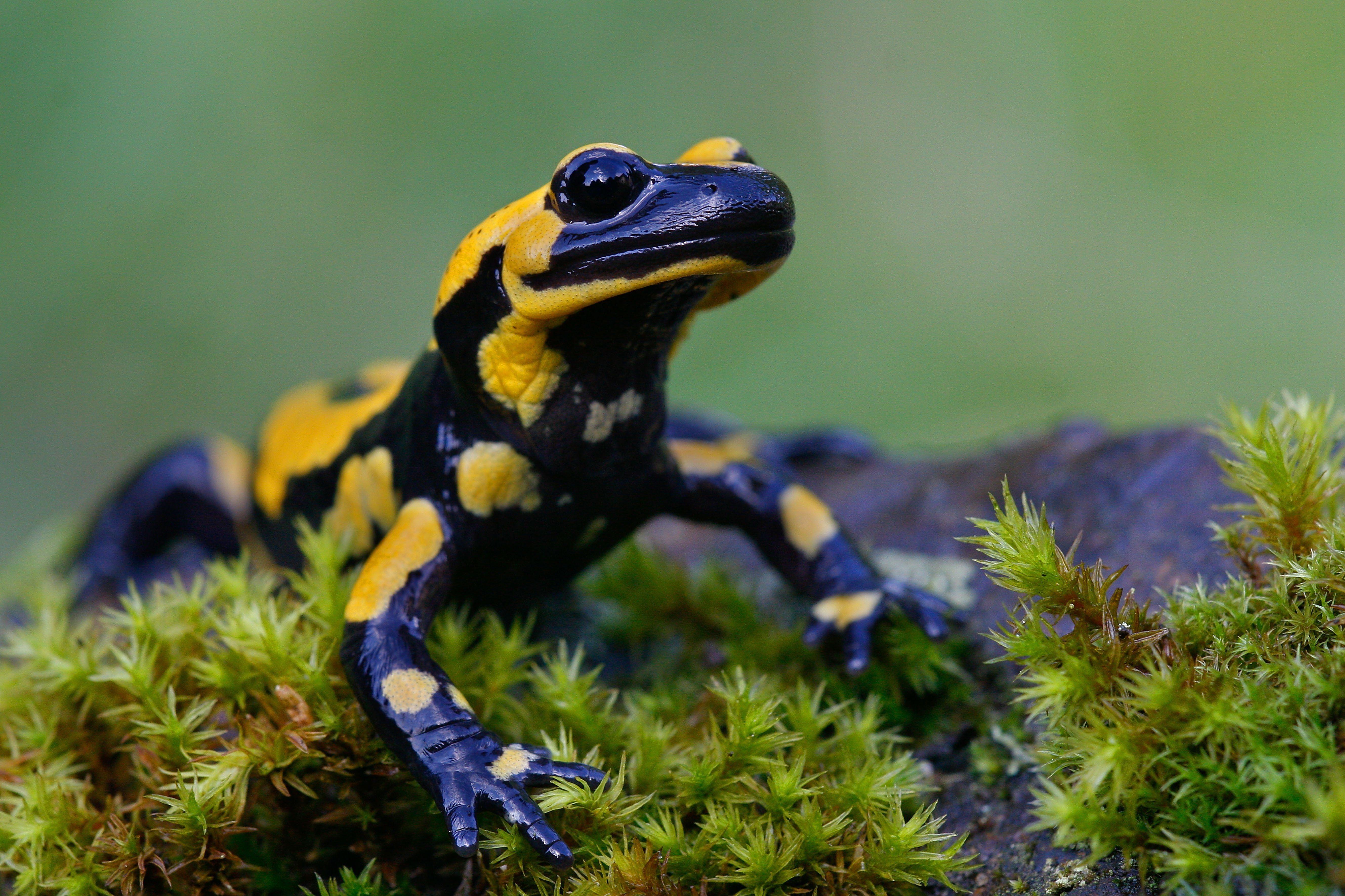 Feuersalamander sitzt im Moos 