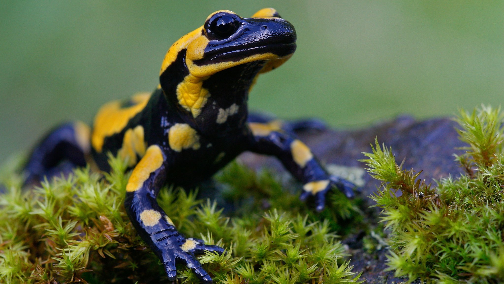 Der Feuersalamander - flammender Bewohner feuchter Laubwälder