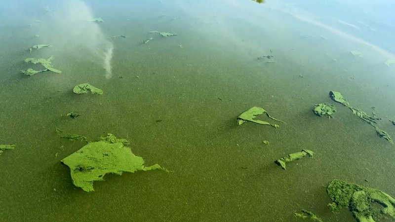 Blaualgen im Fränkischen Seenland. | Bild: BR Blaualgen im Fränkischen Seenland.