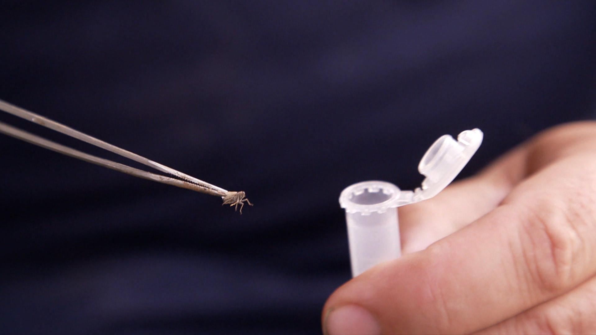 Eine Schilf-Glasflügelzikade an einer Pinzette.