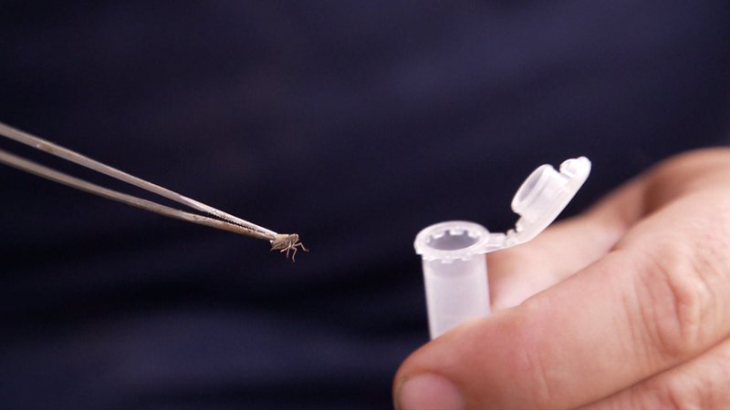 Eine Schilf-Glasflügelzikade an einer Pinzette. | Bild: BR Eine Schilf-Glasflügelzikade an einer Pinzette.