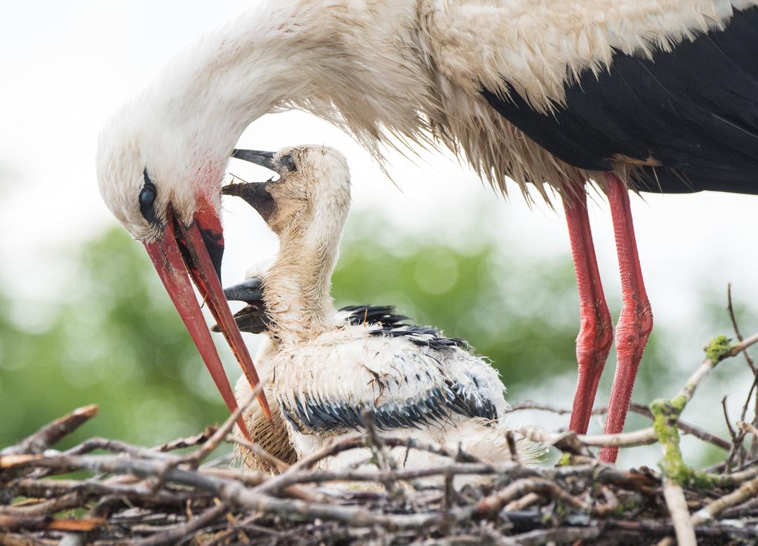 Ein Storchenvater füttert auf einem Horst den Nachwuchs.
