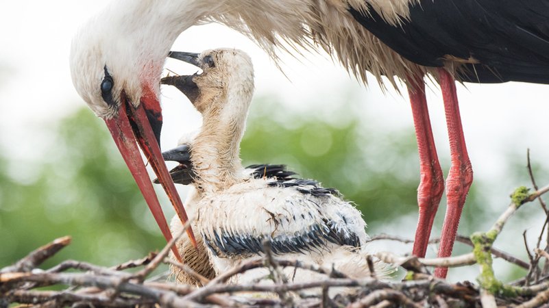 Ein Storchenvater füttert auf einem Horst den Nachwuchs. | Bild: dpa-Bildfunk/Daniel Bockwoldt Ein Storchenvater füttert auf einem Horst den Nachwuchs.