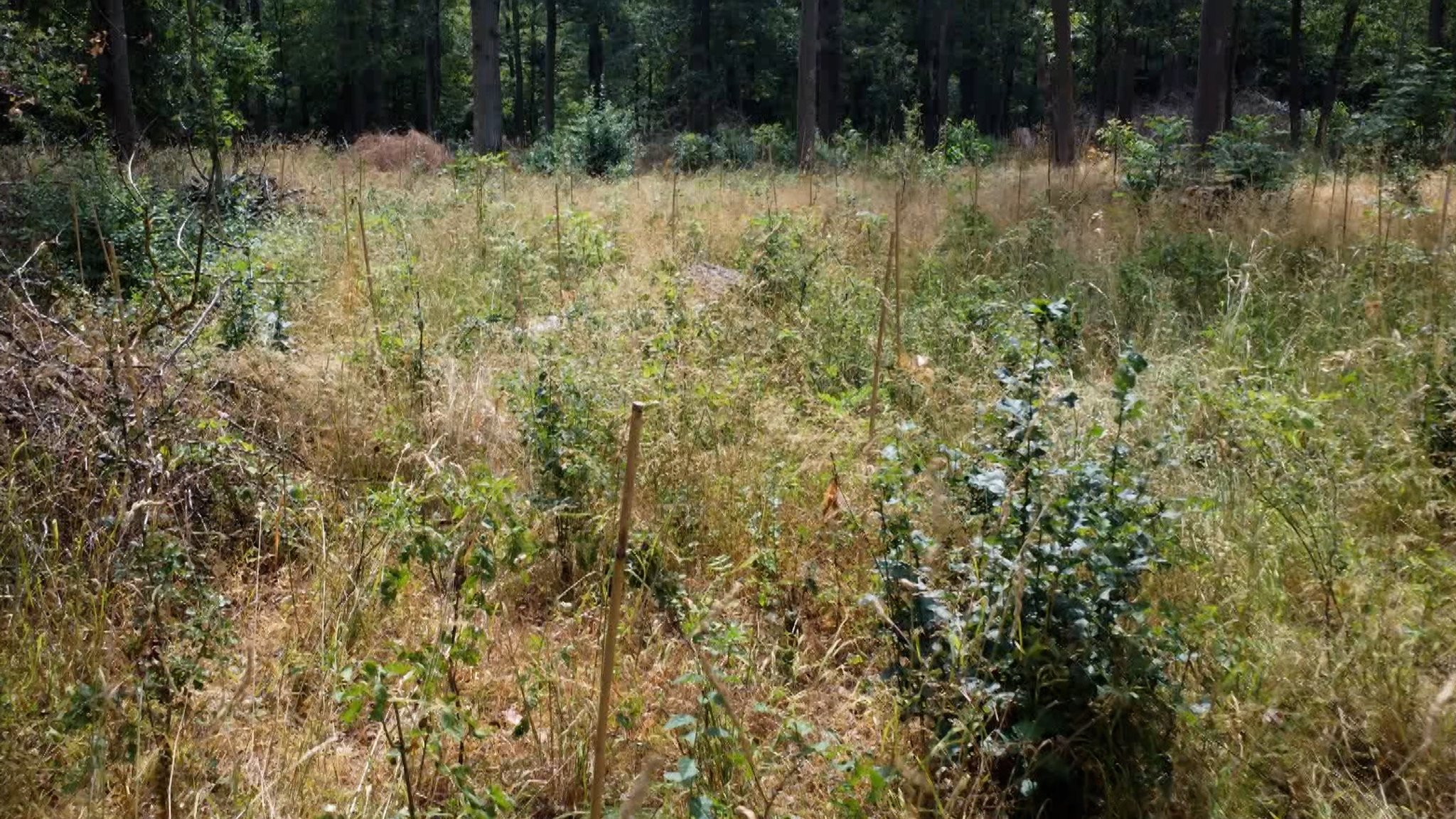 Wälder: Gefährliche Trockenheit | Bild: BR Wälder: Gefährliche Trockenheit