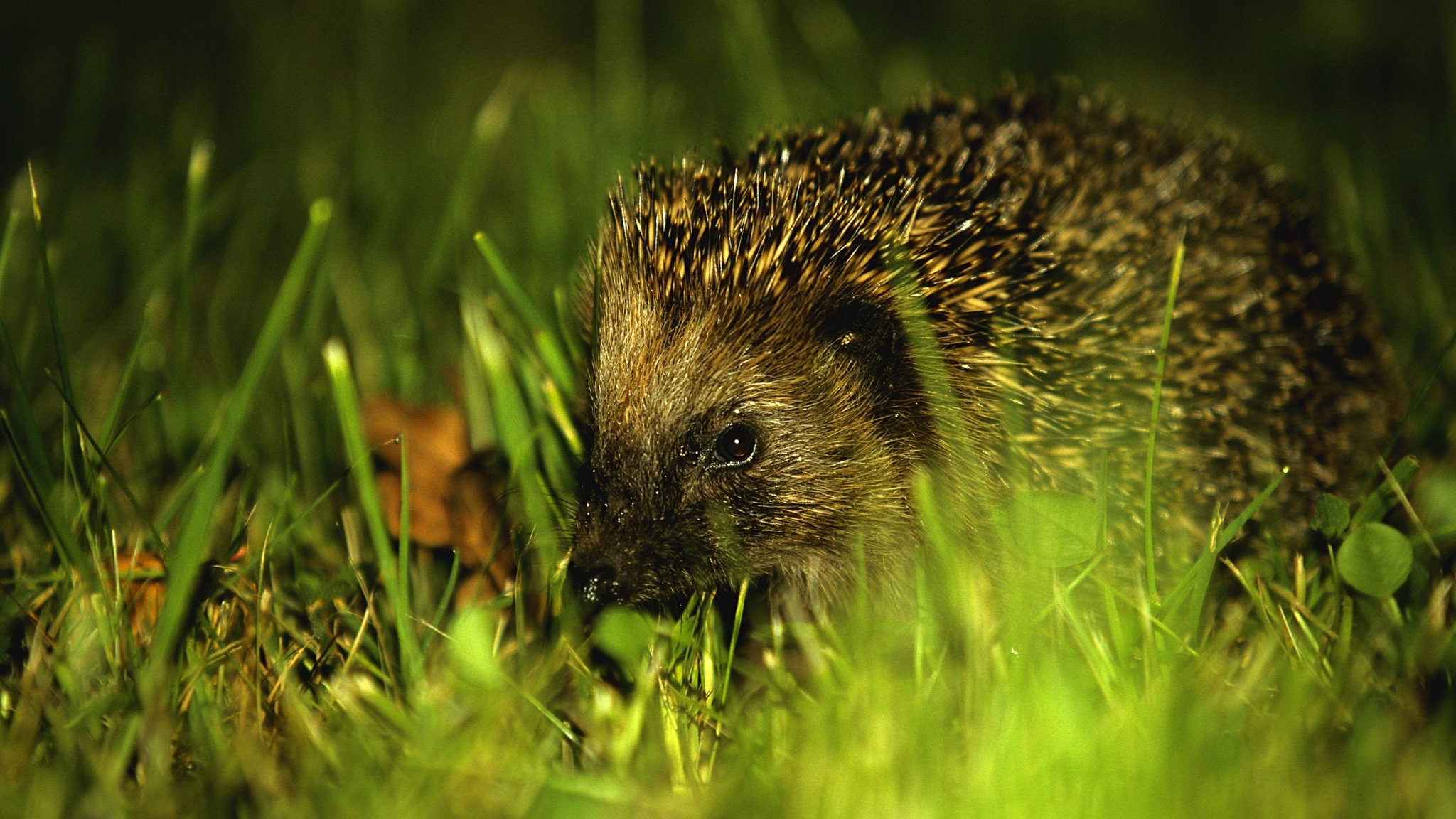 Igel in einer ungemähten Wiese bei Nacht. | Bild: picture alliance / Paul Mayall | Paul Mayall Igel in einer ungemähten Wiese bei Nacht.