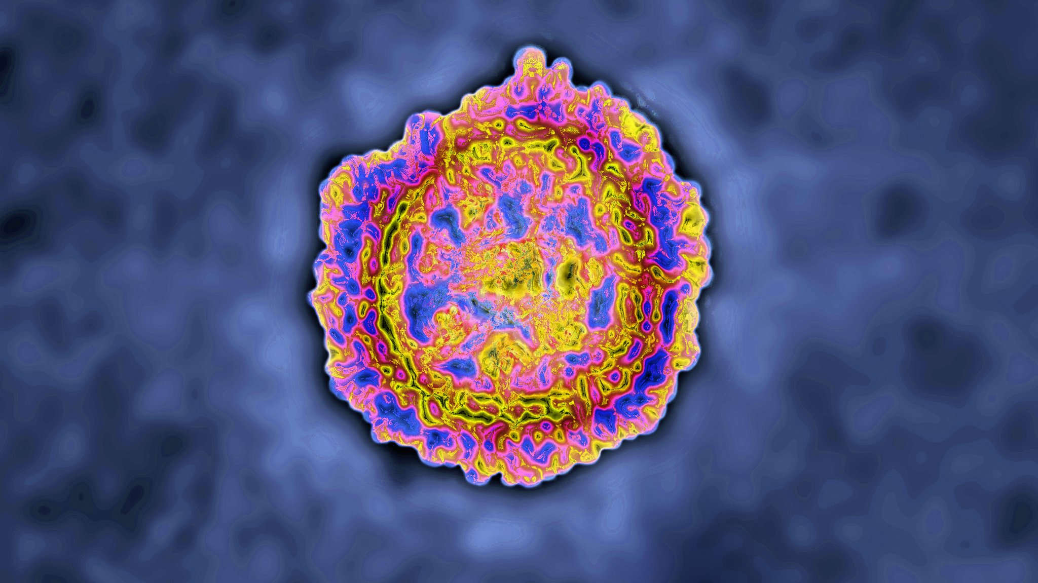 Coronavirus unter dem Mikroskop