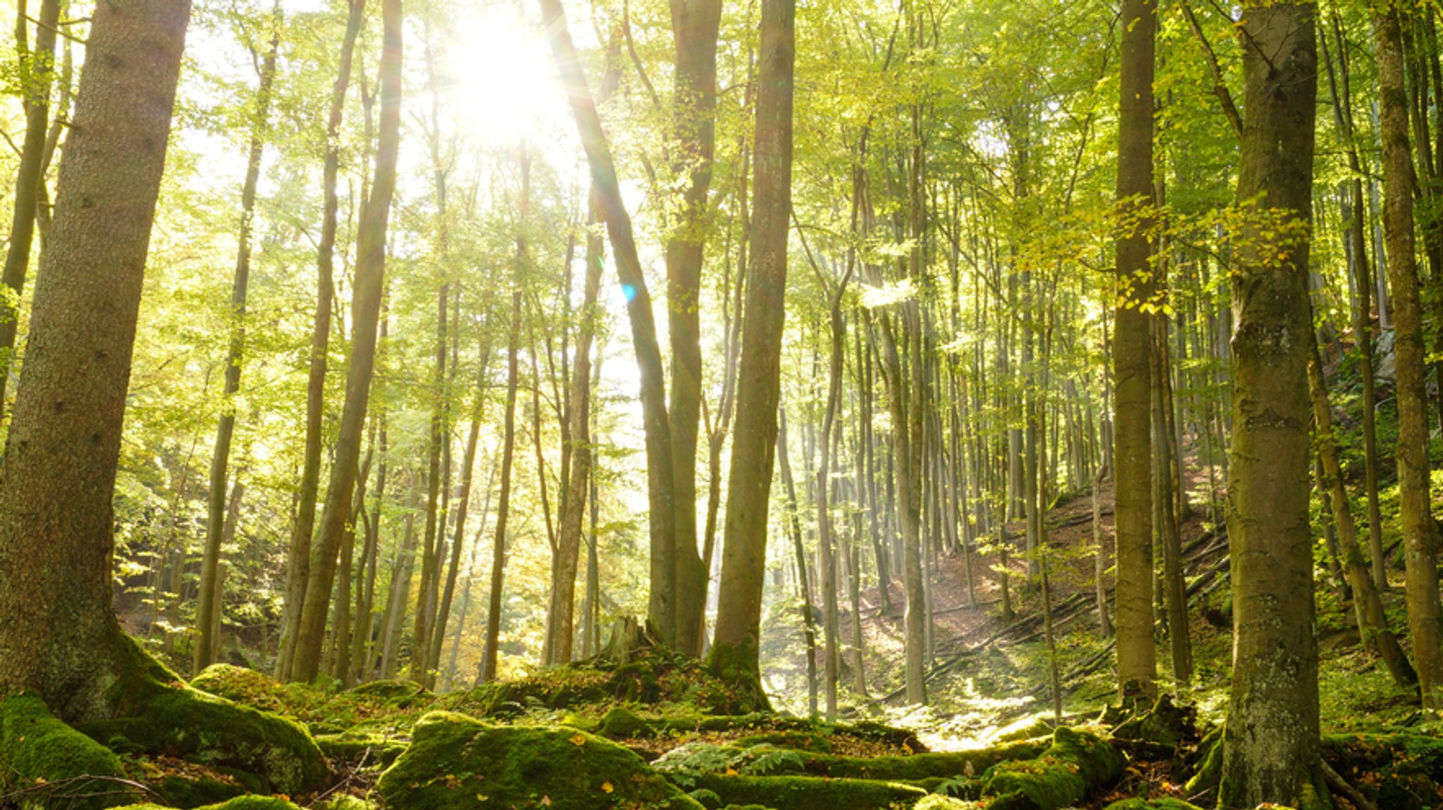 Wanderer verirrt sich am Schwarzen Regen