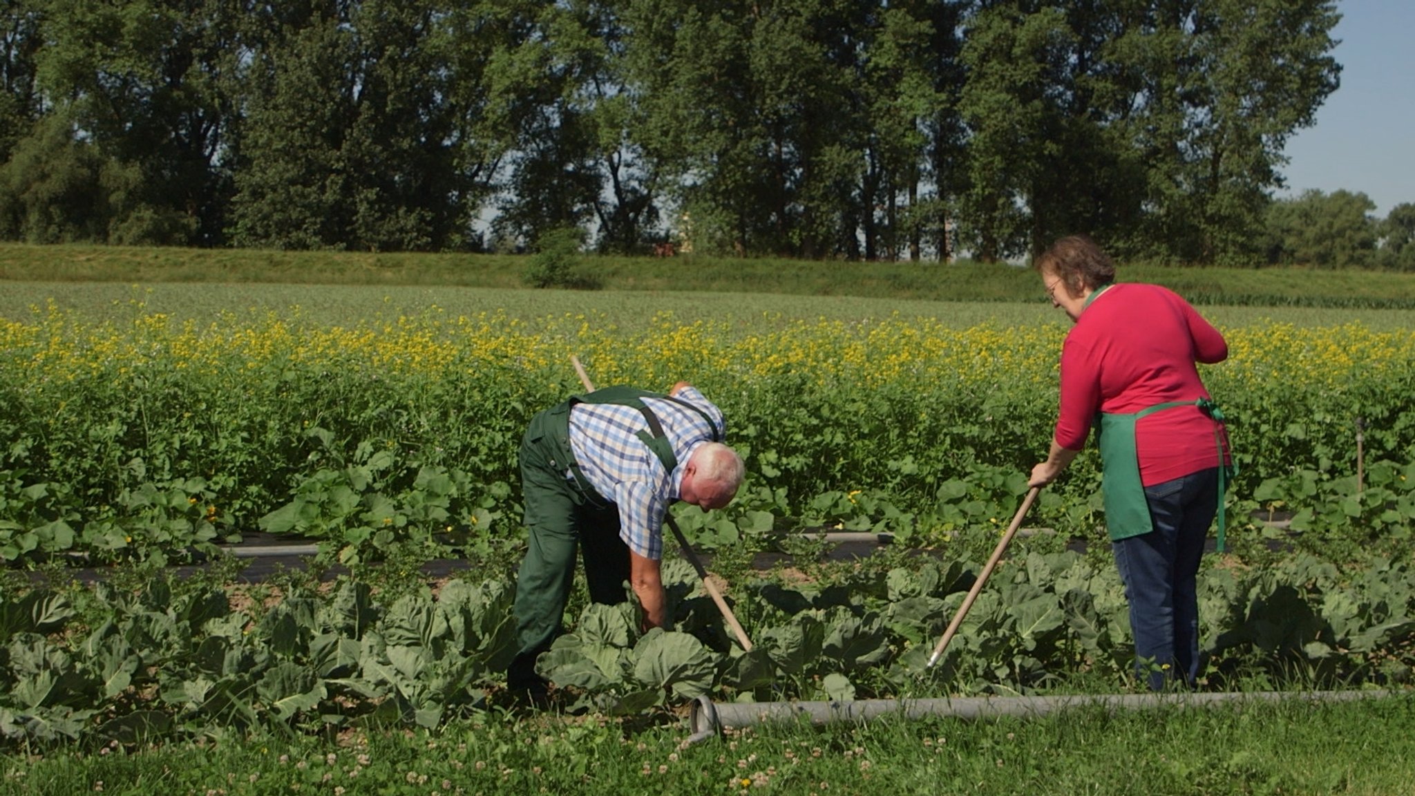 Bio-Gärtner Hans und Rosemarie Haushofer aus Niederalteich an der Donau