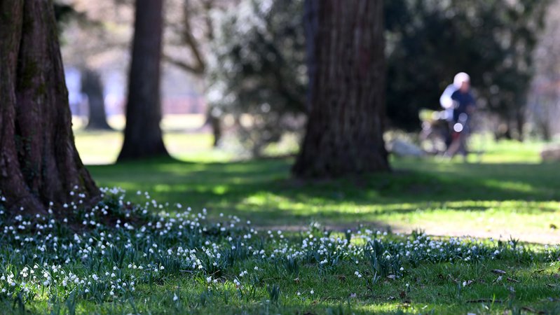 04.03.2025: Ein Jogger läuft in Salzburg durch einen Park.  | Bild: picture alliance / BARBARA GINDL / APA / picturedesk.com | BARBARA GINDL 04.03.2025: Ein Jogger läuft in Salzburg durch einen Park.