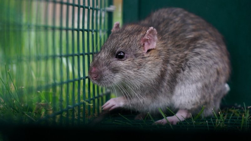 Ratte in Käfig | Bild: BR Ratte in Käfig