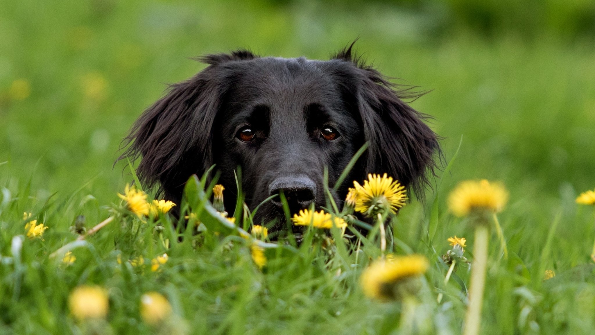 Schwarzer Hund auf einer Wiese mit Löwenzahn