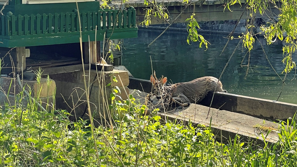 Ein Rehbock klettert kurz vor einem Wehr aus einem Kanal. | Bild: BR / Tina Buchta Ein Rehbock klettert kurz vor einem Wehr aus einem Kanal.