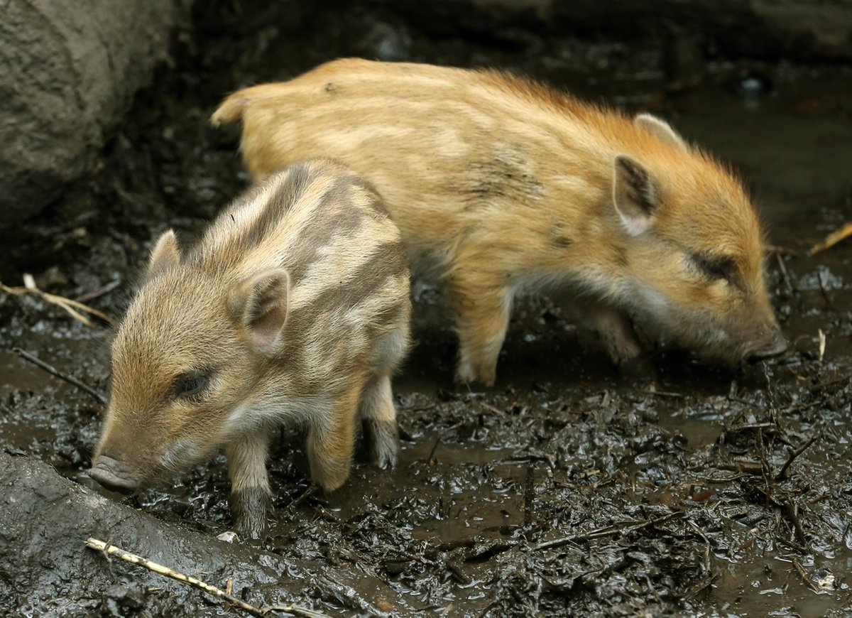 Schweinepest-Gefahr: Jäger sollen mehr Wildschweine schießen