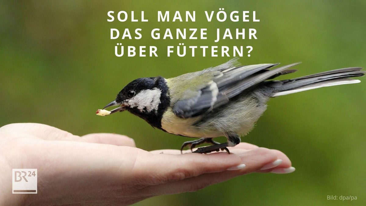 #fragBR24💡 Soll man Vögel das ganze Jahr über füttern?