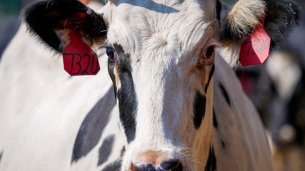 Milchkuh in den USA: In Texas und Kansas haben sich Milchkühe mit der Vogelgrippe angesteckt.