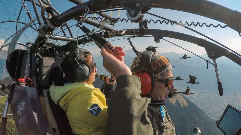 Personen im Leichtflugzeug mit fliegenden Waldrappen.