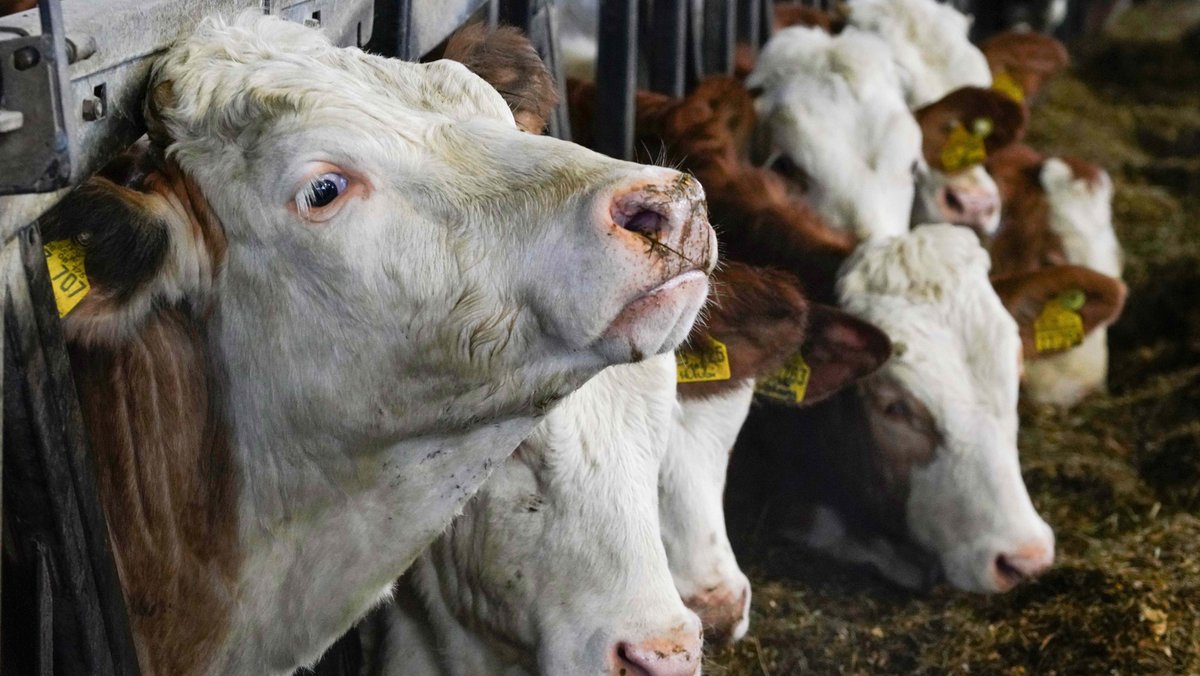 Die Zukunft der Landwirtschaft: Weniger Fleisch, weniger Milch?