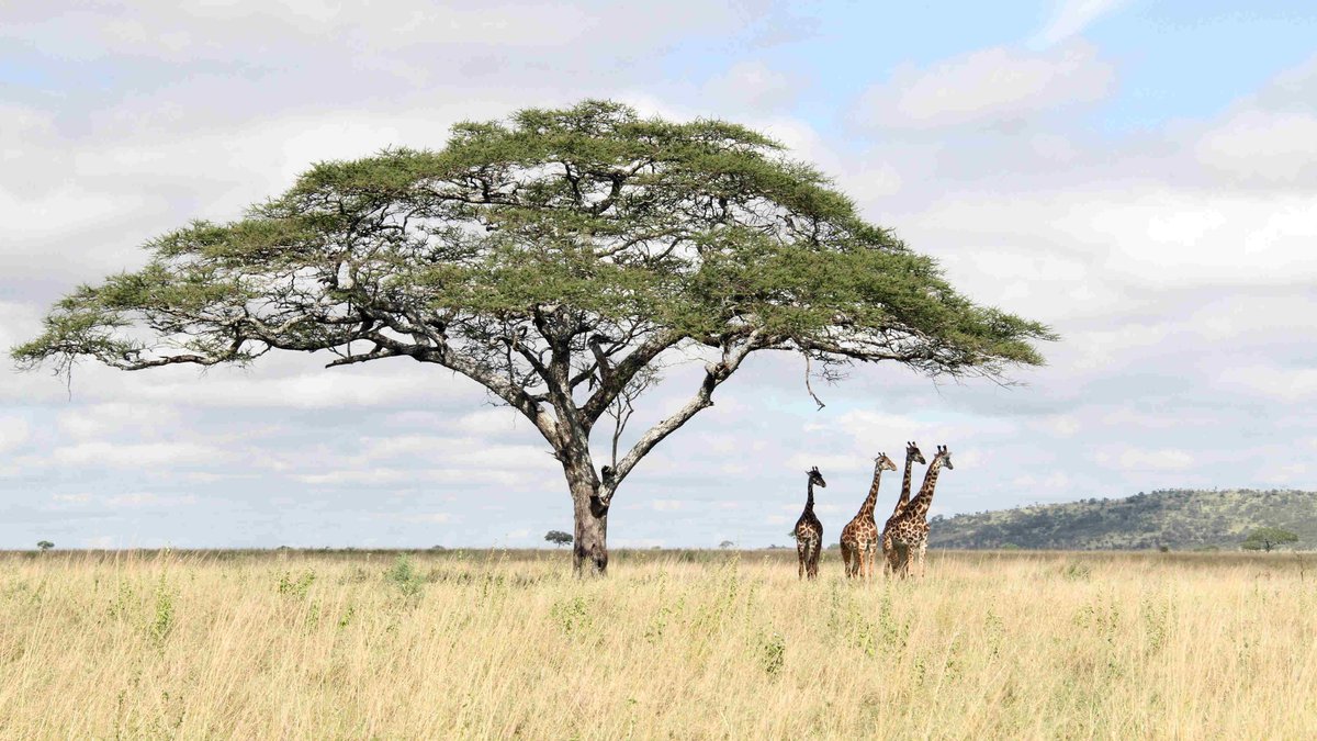 Giraffen in der Steppe des Serengeti Nationalparks, Tanzania.