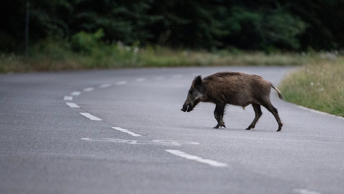 Ein Wildschwein überquert eine Teerstraße.