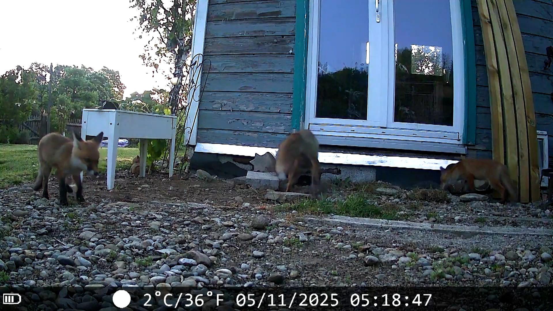 Fuchsfamilie vor Schrebergartenhäuschen