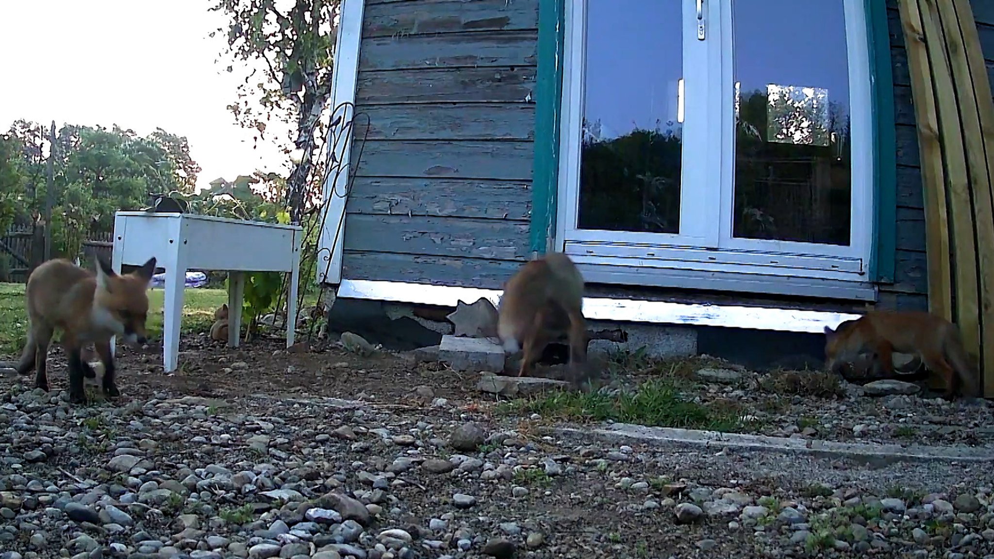 Fuchsfamilie vor Schrebergartenhäuschen