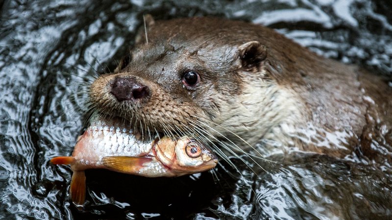 Ein Fischotter frisst einen Fisch. (Symbolbild)