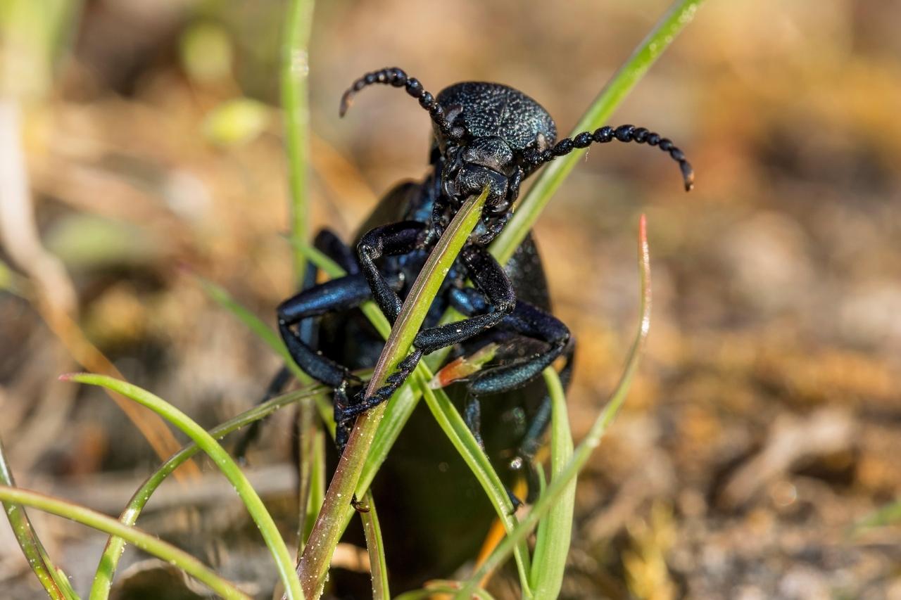 Ein Schwarzblauer Ölkäfer (Meloe proscarabaeus) beim Fressen an einem Grashalm. Ölkäfer sind giftig, aber für den Menschen dennoch nicht wirklich gefährlich. Aber sie stehen selbst als gefährdetes Insekt auf der Roten Liste.