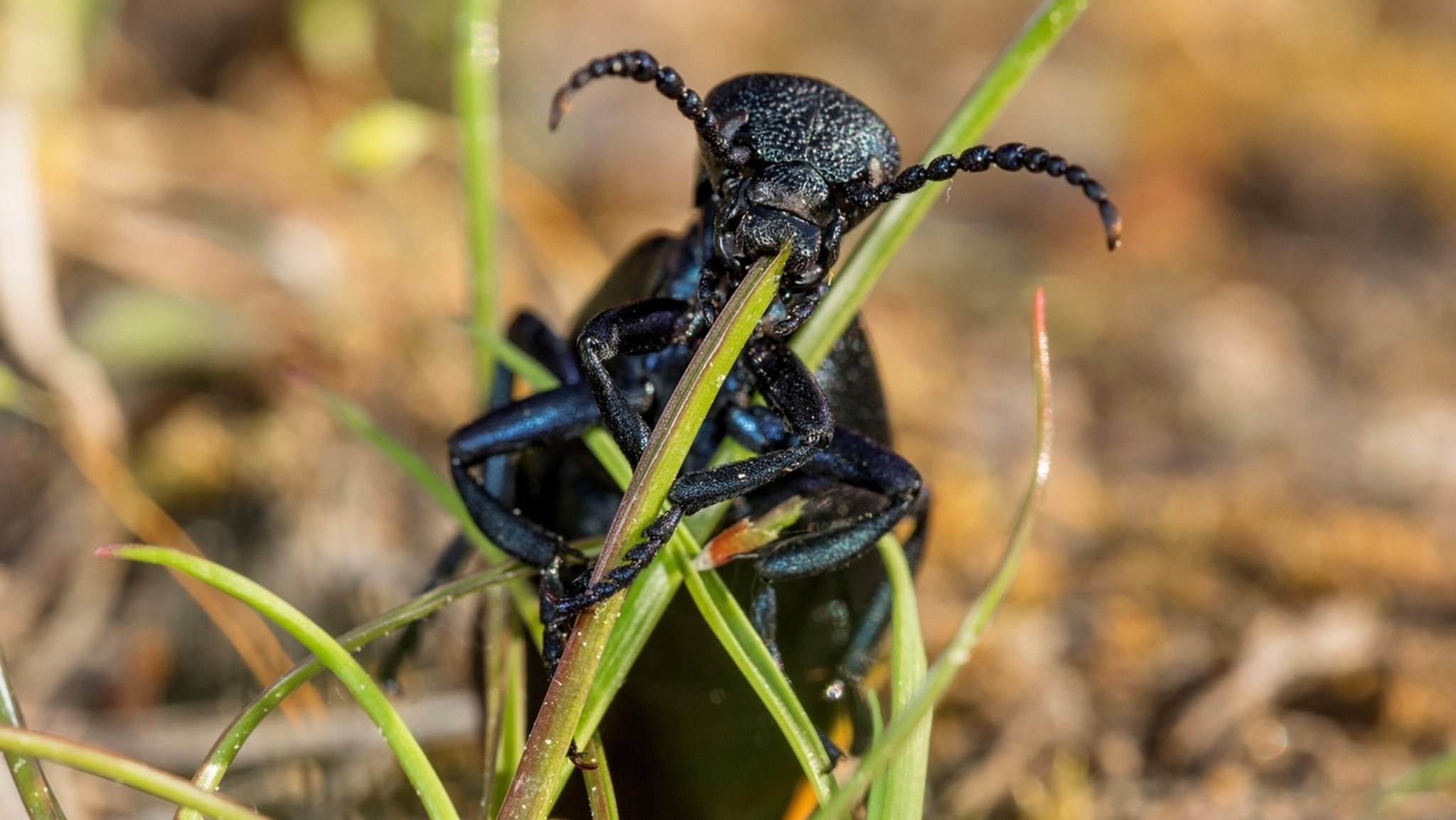 Ein Schwarzblauer Ölkäfer (Meloe proscarabaeus) beim Fressen an einem Grashalm. Ölkäfer sind giftig, aber für den Menschen dennoch nicht wirklich gefährlich. Aber sie stehen selbst als gefährdetes Insekt auf der Roten Liste.