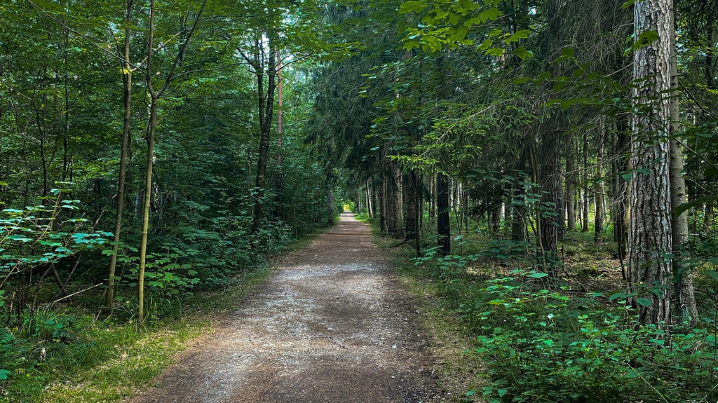 Waldweg in einem Wald nördlich von München