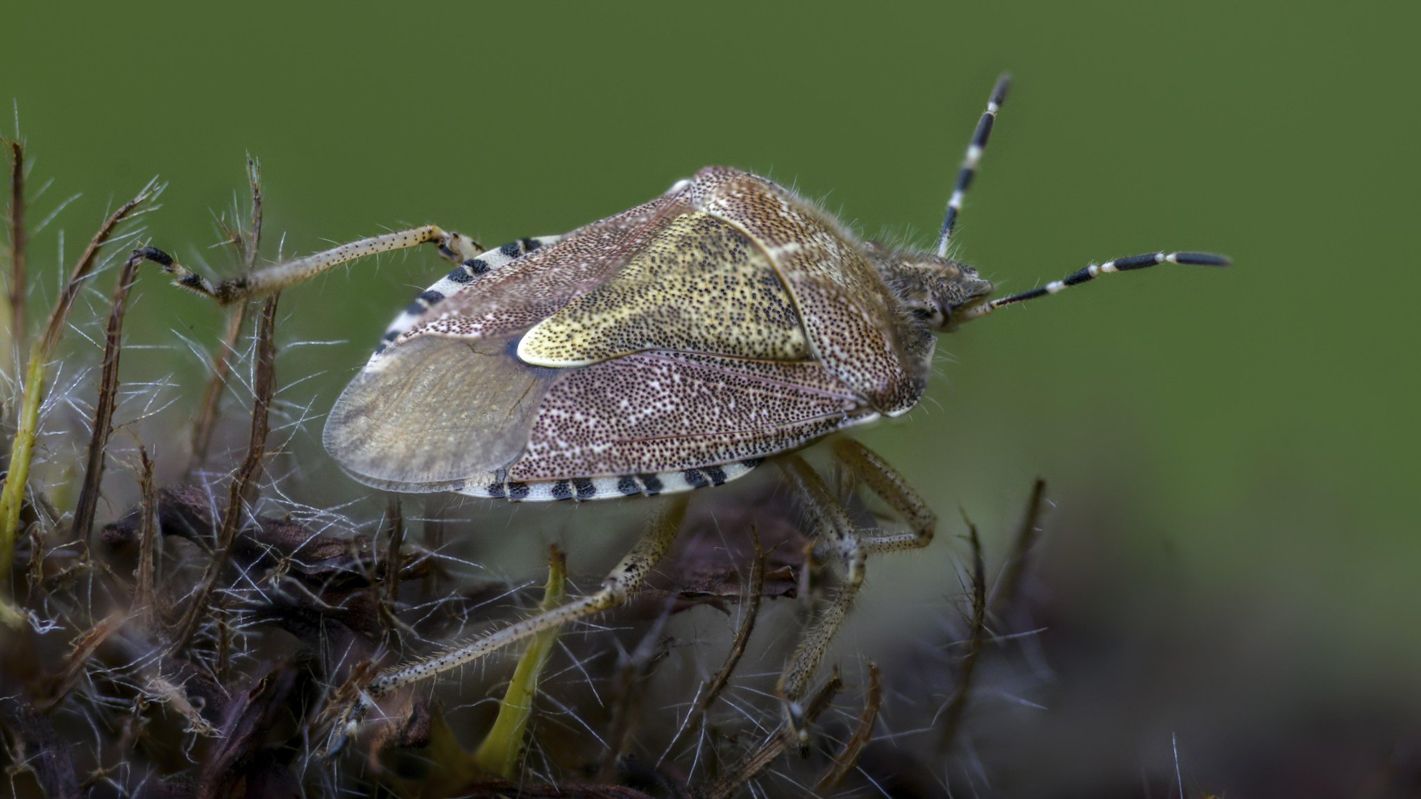 Stinkwanze auf einer Blüte | Bild: picture alliance / imageBROKER | Frank Leo Stinkwanze auf einer Blüte