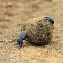 Mistkäfer, die perfekten Müllmänner - Alles Natur | Bild: picture alliance / imageBROKER | TUNS