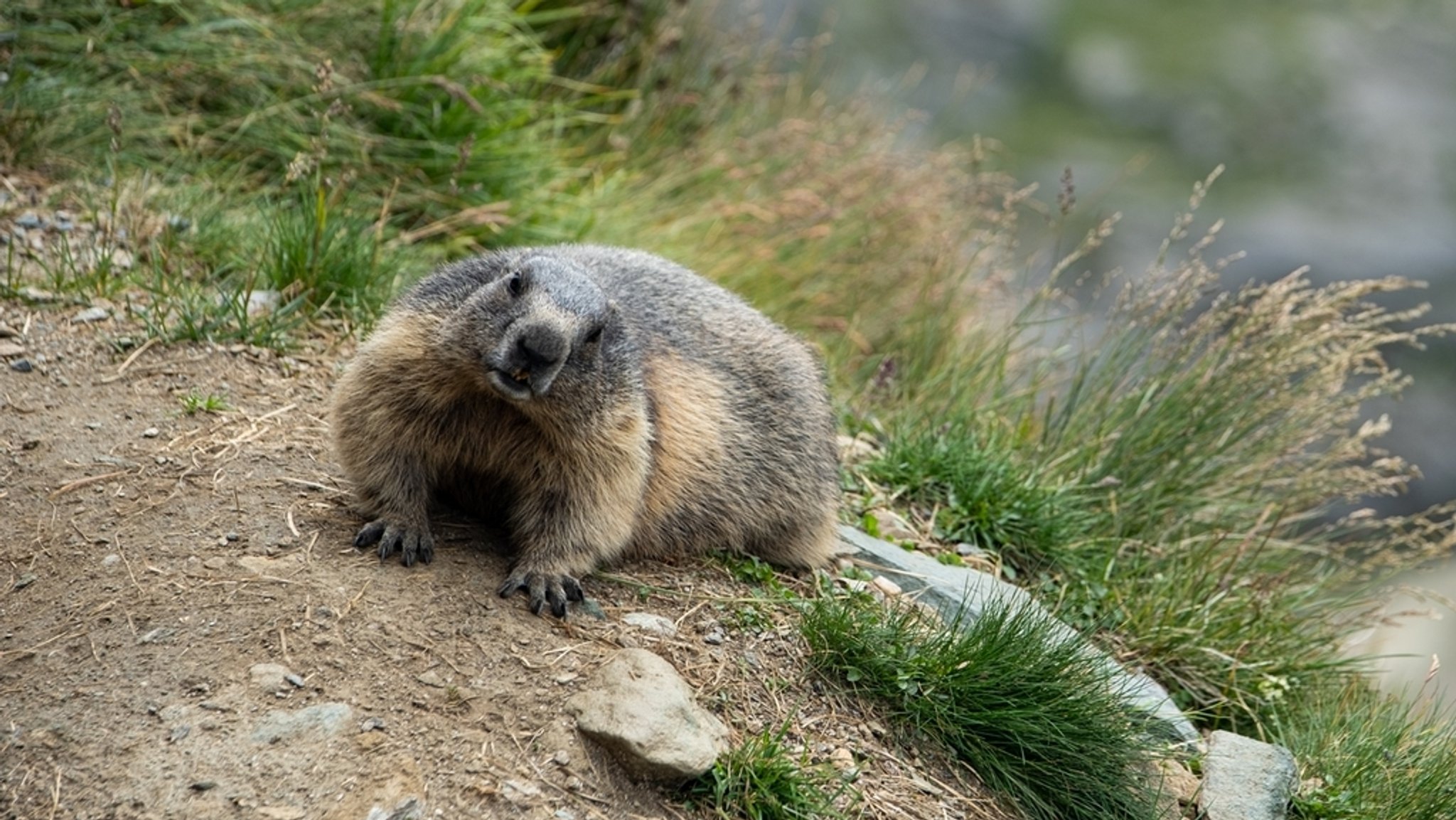 Murmeltier in den österreichischen Alpen beim Großglockner