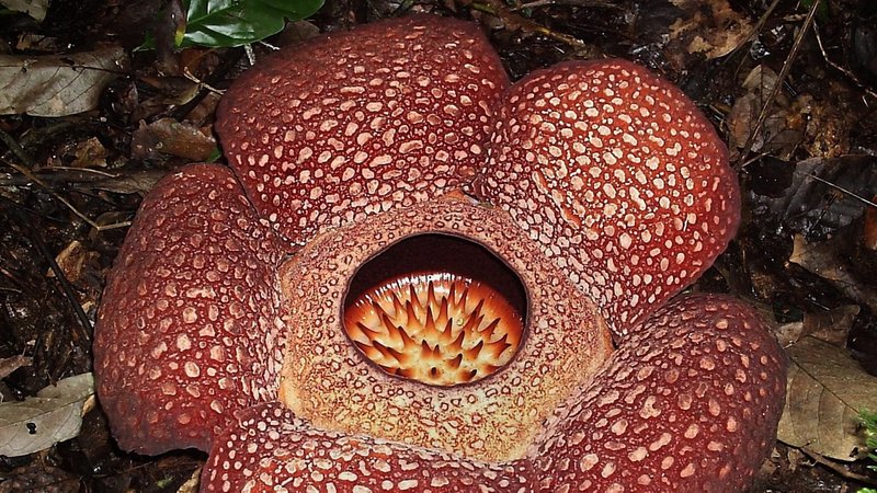Die Rafflesia ist die größte Blüte der Welt mit einem Meter Durchmesser und blüht im tropischen Regenwald von Indonesien